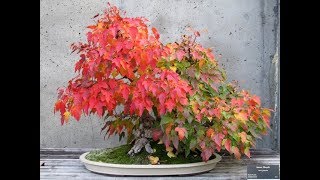 Bonsai Acer rubrum [upl. by Yraeht331]