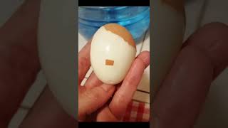 🙋 egg [upl. by Darsie]