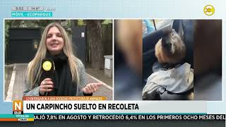 Un carpincho suelto en Recoleta lo entregaron a una soc protectora de animales │N800│ 250924 [upl. by Kashden]