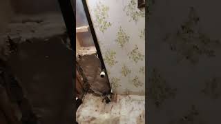 how to fix subfloor in mobile home bathroom toilet was about to fall through subfloor mobilhome [upl. by Arnulfo698]