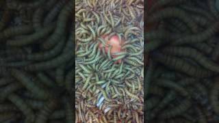 MealWorms in action quoteating carrotsquot [upl. by Snevets]