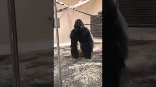 The way this gorilla slides up is so satisfying [upl. by Imuy]