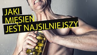 Jakie mięśnie są NAJSILNIEJSZE  60 sekund [upl. by Cimah]