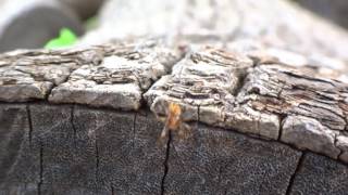 AwA Marbled Orange OrbWeaver Spider Araneus marmoreus [upl. by Uis]