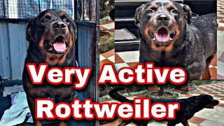 Very Active RottweilerTiger the Rottweiler [upl. by Arbua]