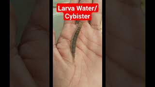 LARVA WATERCYBISTERShortviralshortvedioshortanimals [upl. by Godiva]