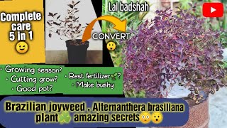 Brazilian joyweed or Loropetalum or Alternanthera plant amazing Secrets amp its care UrduHindi [upl. by Llerrahs]