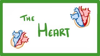 GCSE Biology  The Heart 23 [upl. by Rogerio263]