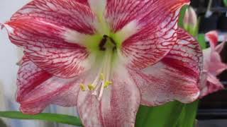 Spotlight Amaryllis Hippeastrum [upl. by Ahsait]