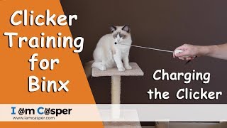 Charging the clicker for kitten Binx  Clicker training for cats [upl. by Jehiah]