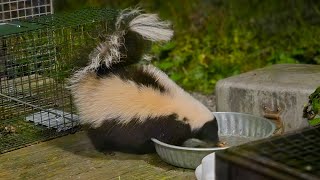 Huge skunk came by skunks fyp cat cute funny shortvideo shorts foryou [upl. by Ecam336]