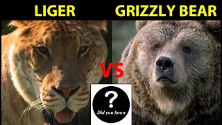 Liger VS Grizzly Bear Who Would Win 22  Did you know [upl. by Adeirf]