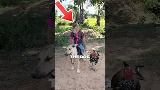 Was the dog right 😂 funnyvideo funny funnyanimals pets cute monkey dogs shorts [upl. by Linson846]