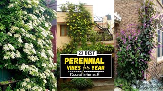 23 Best Perennial Vines For YearRound Interest  Climbing Plants [upl. by Ballard259]