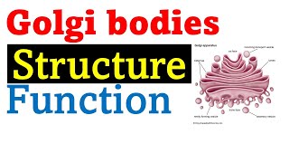 Golgi bodies structure and function [upl. by Trebleht]