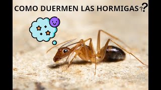 COMO DUERMEN LAS HORMIGAS DESCUBRE SUS SECRETOS [upl. by Ellenoj]