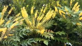 Mahonia Charity [upl. by Behka]