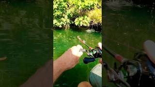 An Explosive catfish attack followed by a big rush 😱😱 fishing catfish fish silure [upl. by Esikram]