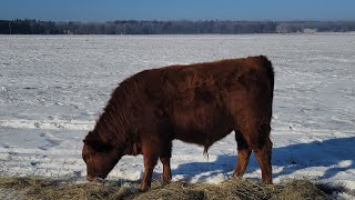 High density grazing in the winter [upl. by Eichman]