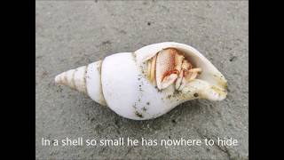 Hermit crab moving into a new shell [upl. by Letsyrhc]