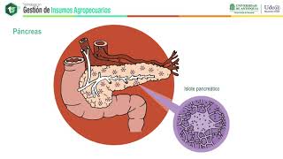 Control endocrino del metabolismo  Hormona de crecimiento y Páncreas  Morfofisiología Animal [upl. by Niknar]