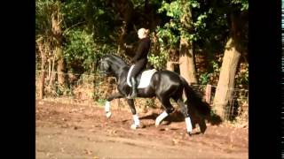 Hannoveraner Hengst Bond 3j v Belstaff  Londonderry Dream of Glory [upl. by Trevlac]