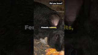 Shocking Rabbit Behavior Why Stress Matters [upl. by Flip]