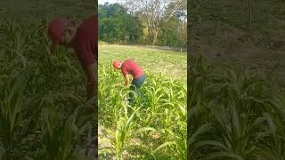 ASI ES COMO REALIZAMOS LA LIMPIEZA MANUAL DEL CULTIVO DE MAÍZ 🌽🌽 [upl. by Arad]