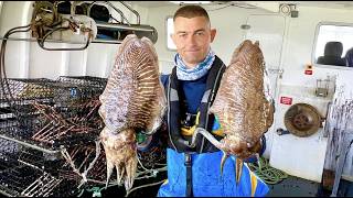 Commercial Fishing  A Day in the Life of a Commercial Cuttlefish Fisherman  The Fish Locker [upl. by Nylauqcaj]