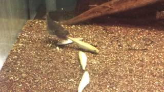 Asterophysus batrachus – Gulper Catfish [upl. by Westmoreland]