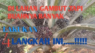 cara merawat kebun kelapa sawit di lahan gambut [upl. by Naihtniroc]