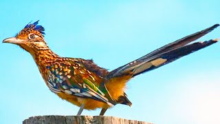 Roadrunner Bird Remarkable Desert Specialist [upl. by Tuesday]