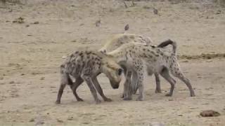 Spotted Hyenas  strange behaviour at waterhole [upl. by Fen]