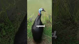 Southern Cassowary in the Wild  Stunning Bird Footage🐦🦃 shotrsbirds [upl. by Nuahs98]