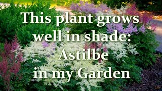 How Im Planting and Growing Astilbe in my Garden Astilbe varieties  Alexas Garden [upl. by Gilbertina]