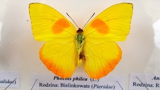 Phoebis Philea  Orangebarred sulphur [upl. by Otter]