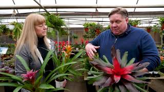 Gardening basics How to care for bromeliads [upl. by Mishaan]