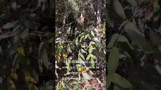 Brush Canyon trailhead youtubeshorts parati 😘🫶 [upl. by Enomad884]