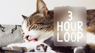 🎧 ASMR Cats Grooming 89 3 hour loop [upl. by Norby26]