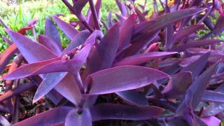 Tradescantia pallida  Wandering Jew  Purple Heart  Purple Queen HD 03 [upl. by Kareem]