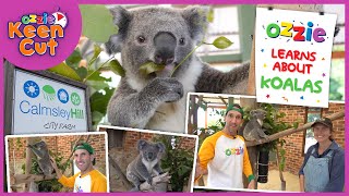 Cute Koalas Video for Toddlers  Educational Video for Kids [upl. by Freiman]