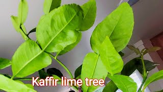 Ep24How to Plant Kaffir lime tree in pot [upl. by Lindholm]