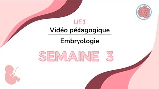 3° Semaine de développement  Vidéo Pédagogique UE1 20242025 [upl. by Ennaerb]