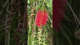 Callistemon rigidus [upl. by Irakab860]