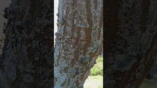 Shongweni Reserve view from behind the tree short travel nature tree [upl. by Aiselad]