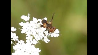 Sluipvlieg Ectophasia crassipennis mannetje [upl. by Bell560]