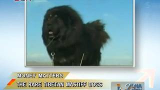 Rare Tibetan Mastiff Dogs in China  China Price Watch  January 07 2014  BONTV China [upl. by Lirret163]