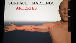 Surface Anatomy of Upper Limb  Surface Marking of Axillary Brachial Radial and Ulnar Arteries [upl. by Monteria]