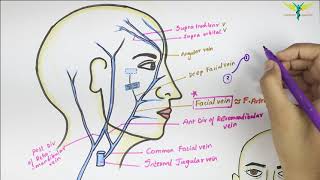 Facial vein  Venous Drainage of Face  Anatomy of Head and Neck  Easy [upl. by Everett]