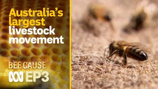 The growing millions of bees required for Australian agriculture 🐝🍯  Bee Cause 3  ABC Australia [upl. by Reuben]